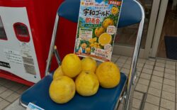 宇和ゴールド