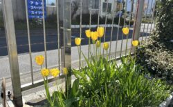 ツインからツイン